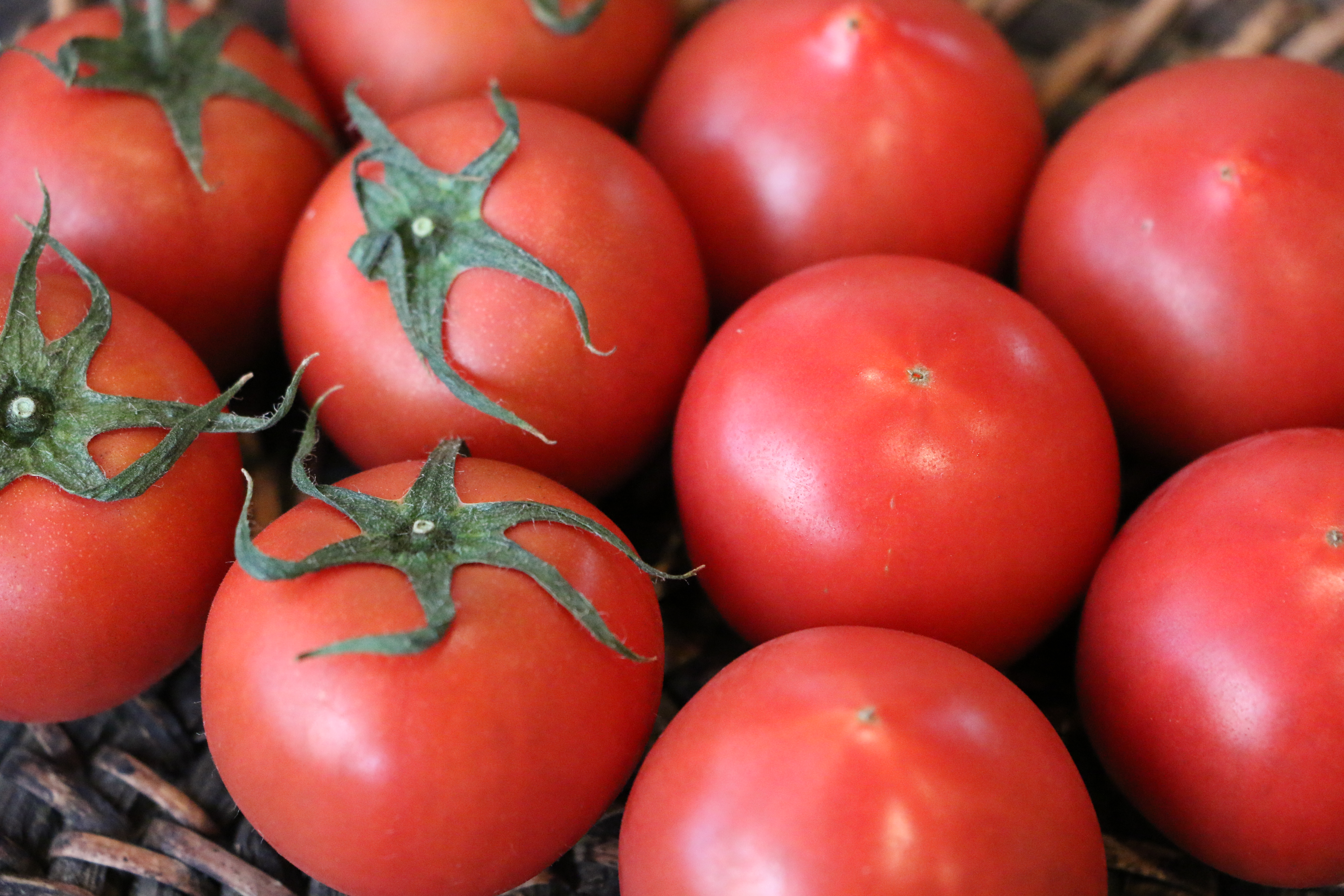 堀田トマト の通販 5個 【高知】 ｜ 高級食材宅配サービスの四季彩菜みき